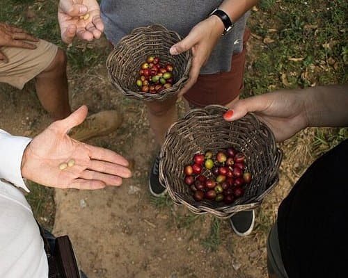 coffee tour medellin